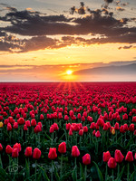 Sunrise Tulips 2023 4