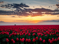 Sunrise Tulips 2023 1