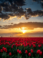 Sunrise Tulips 2023 2