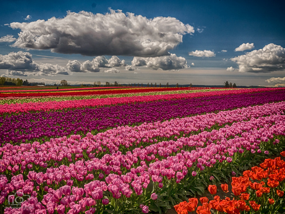 Partly Cloudy Tulips HDR