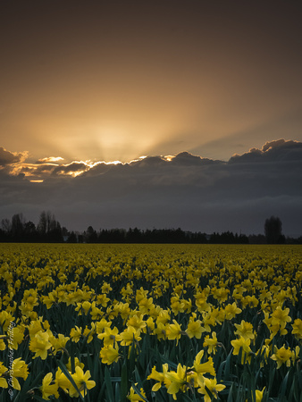 Twilight Daffodils