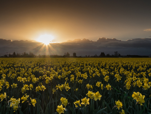 Glowing Daffodils