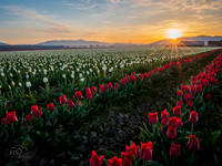 Sunrise Tulips 2021