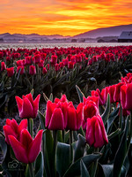 Valley of Tulips