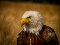 Bald Eagle HDR