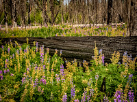 Lupine Forest