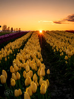 Sunset Tulips 2020