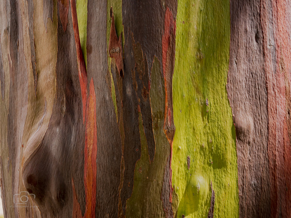 Hawaiian Eucalyptus 2