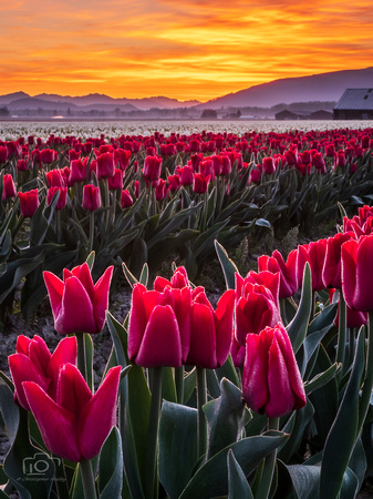 Valley of Tulips
