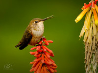 Chirping Hummingbird