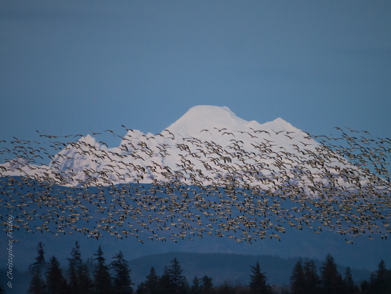 Washington, migration, nature, Pacific Northwest, snow geese, birds,