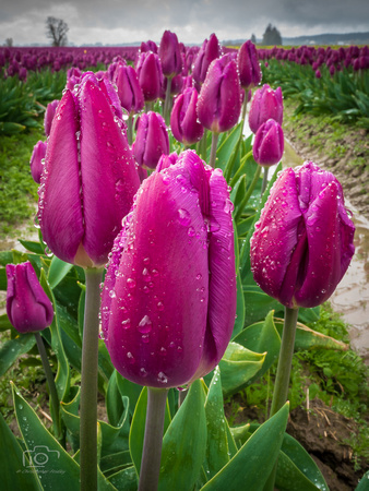 Showered Tulips