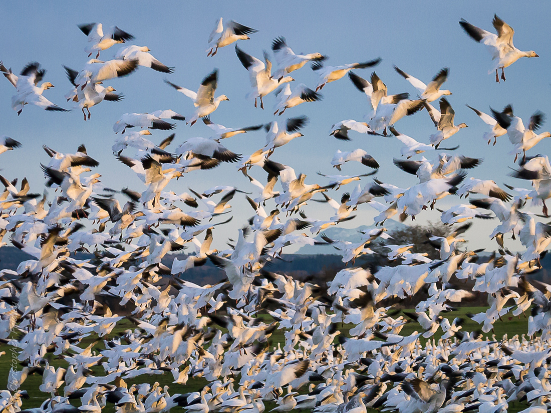 wildlife, snow geese, migration,