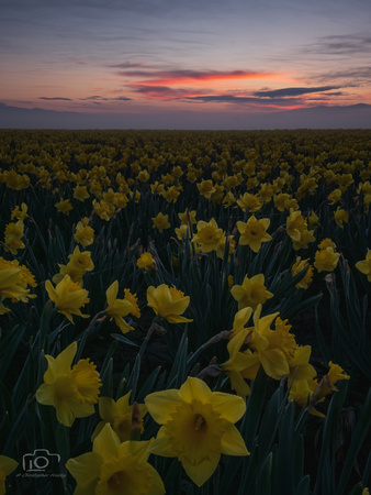 Daffodil Twilight 2019