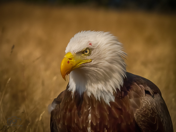 Bald Eagle HDR