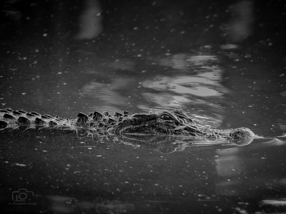 American Alligator 2