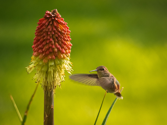 Backyard Hummer